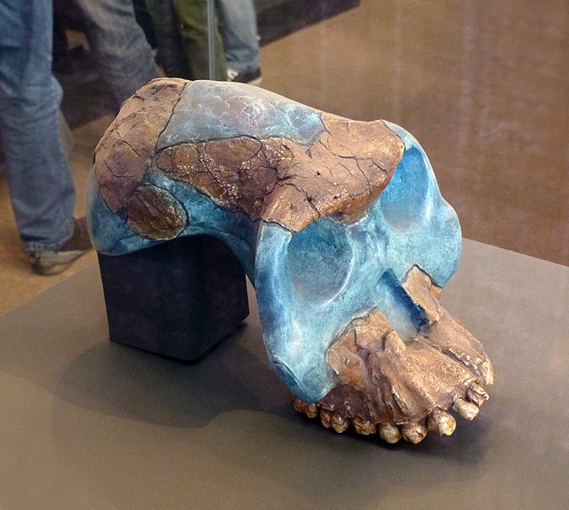 Entre as espécies apontadas como ancestrais dos hominídeos estão o Australopithecus garhi, Australopithecus sediba, Australopithecus africanus e o Australopithecus afarensis.