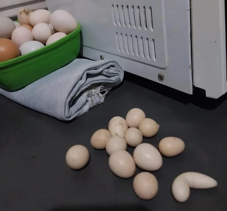 Quando o dono da granja, Julio Cesar Carvalho, foi coletar os ovos, percebeu que eles estavam com formatos incomuns. 