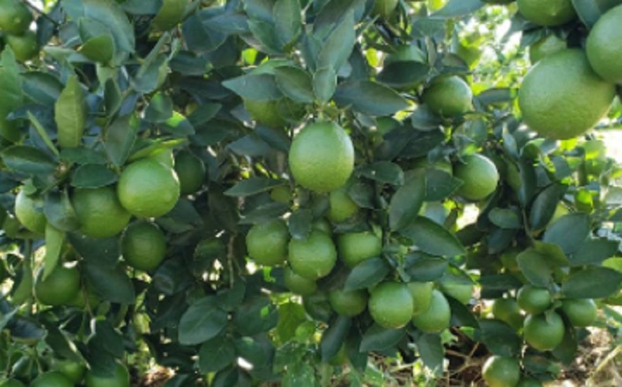 Existem quatro tipos de limão: limão taiti, limão cravo, limão galego ou galeguinho e limão siciliano. Conhece todos? 