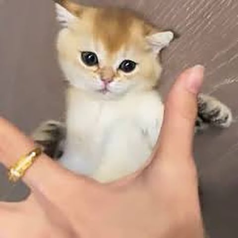 Gatos não sentem o gosto doce. Eles só são capazes de perceber outros tipos de sabor. 