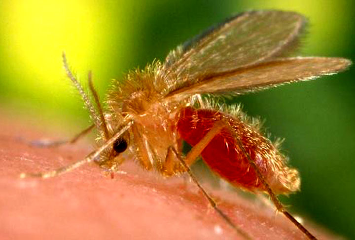 Para se prevenir da doença, use repelentes e telas mosquiteiras bem fininhas. Quem tiver jardim em casa deve mantê-lo sempre limpo já que o mosquito se alimenta de fezes e alguns tipos de lixo. 