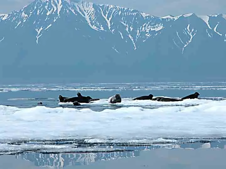 O Lago Baikal (Rússia) cobre 31.722 km² e é o mais profundo do mundo, atingindo 1.642 m. Contém cerca de 20% da água doce não congelada do planeta e abriga espécies únicas, como a foca-do-baikal.
