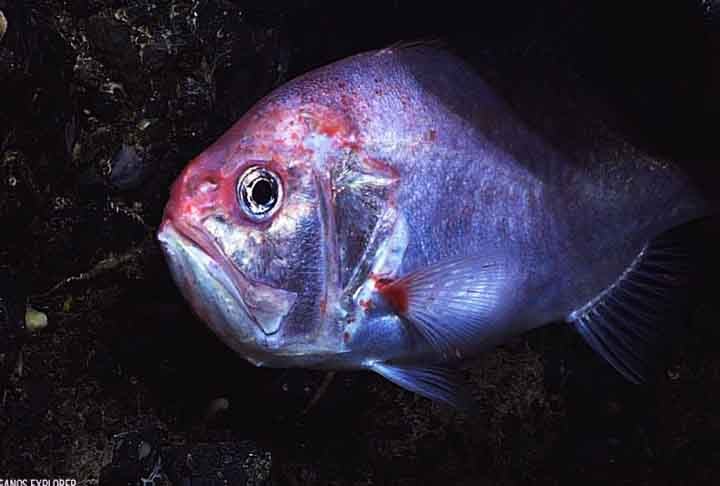 O maior peixe-relógio já encontrado tinha 75 cm de comprimento, pesava cerca de 7 kg e viveu 150 anos.