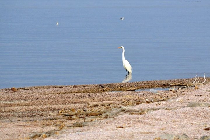 Outra complicação é o fato de que, por conta da alta salinidade da água, peixes e outros animais têm dificuldade para sobreviver.