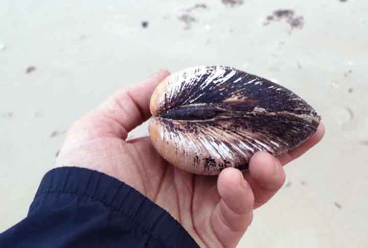 Ele morreu aos 507 anos de idade devido ao manuseio desajeitado de um de seus observadores. Este molusco teria surgido cerca de 7 anos após a descoberta da América por Cristóvão Colombo e durante a dinastia Ming, no ano de 1492.