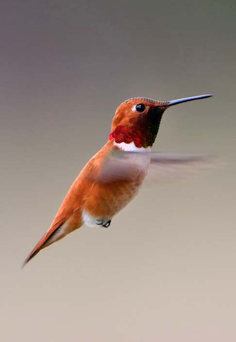 De acordo com várias crenças ao longo da história, a presença desses pássaros podem ter significados variados.