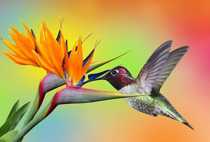 Na visão dos maias, os beija-flores são como mensageiros que levam os desejos e pensamentos dos seres humanos e dos deuses de um lugar para outro. Além disso, simbolizam alegria, cura e capacidade de se adaptar.