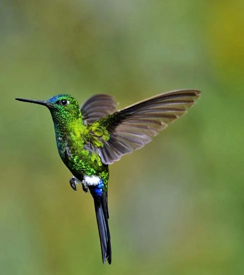 Reza a lenda que esse pedaço de jade ganhou vida e transformou-se em um beija-flor (‘oxts'unu'um’ na língua maia).