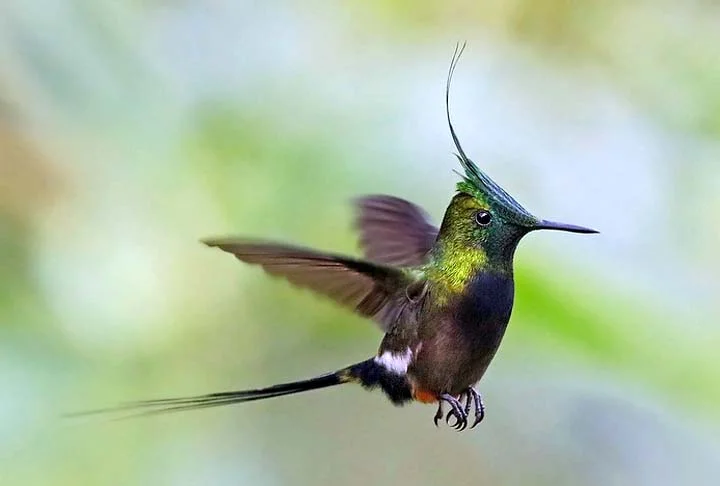 A expectativa de vida de um beija-flor gira em torno de 12 a 18 anos.