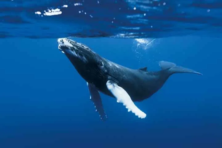 O planejamento do Japão é que o navio capture cerca de 200 baleias até o fim do ano.