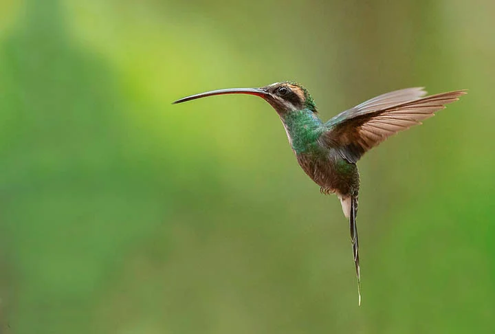 Até por essa razão, os beija-flores nunca foram mantidos como aves cativas pelos seres humanos.