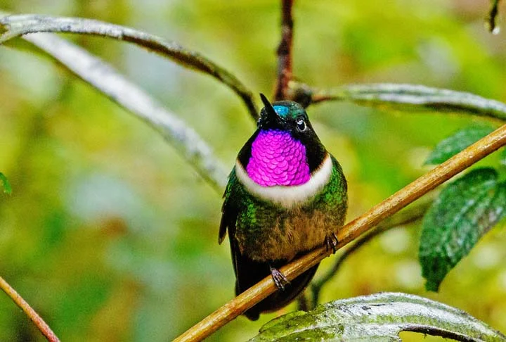Caso alguém desejasse boa sorte a outra pessoa, o beija-flor ‘pegava’ esse desejo e levava até ela.