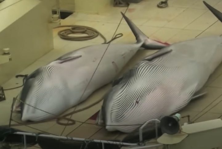 De acordo com Ryosuke Oba, gerente de um restaurante que utiliza carne de baleia, o navio possui uma instalação interna onde a carne é processada antes de ser refrigerada.