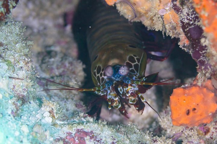 Seu soco é tão potente que pode quebrar uma concha com a mesma intensidade de um tiro de arma calibre .22, sem se machucar.