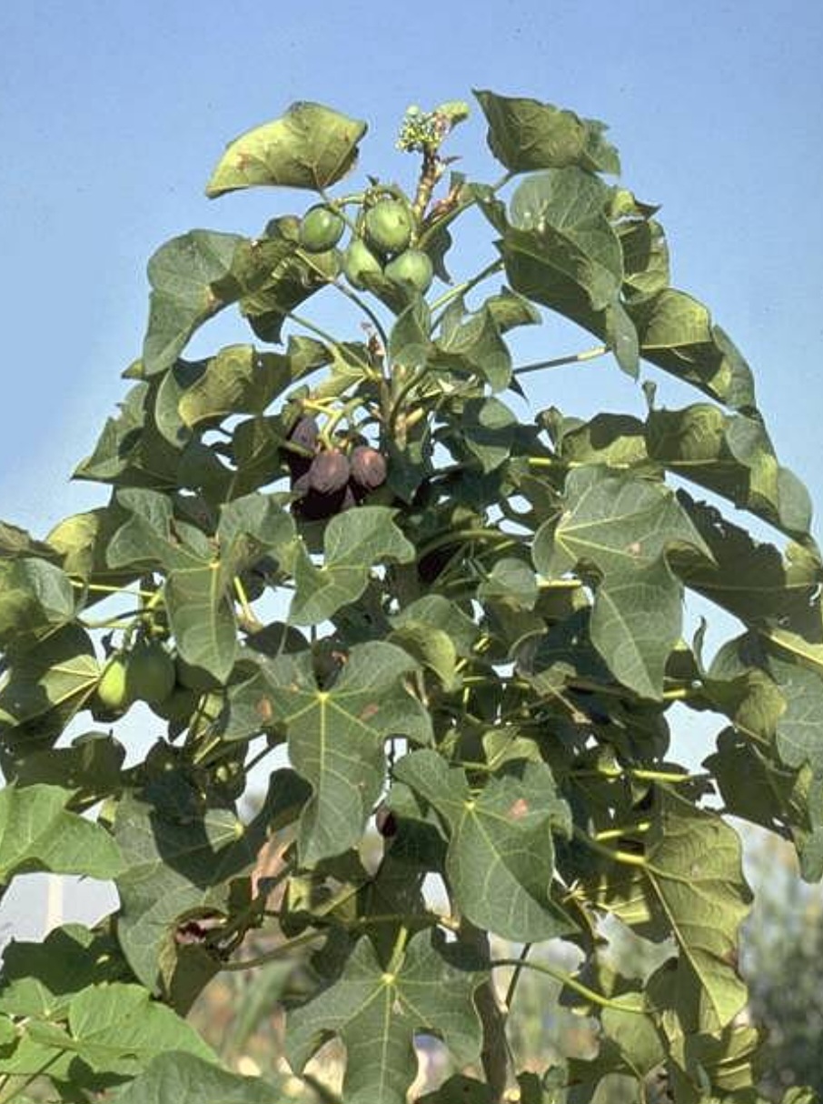 Pinhão-paraguaio (Jatropha curcas): Originário da América Central, é encontrado em áreas tropicais. Suas sementes contêm forbol, uma toxina que provoca vômitos e diarreia severa.
