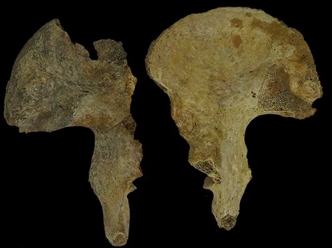 Um estudo detalhado confirmou que na verdade o esqueleto encontrado em Pommerœul era uma montagem de ossos de diferentes períodos históricos, incluindo o Neolítico e a era romana.