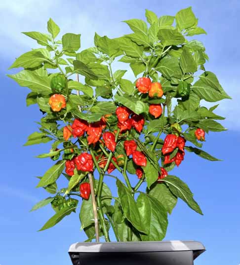 Além de seu título de pimenta mais picante, a Carolina Reaper é frequentemente utilizada em desafios culinários e é uma celebridade no mundo das pimentas.