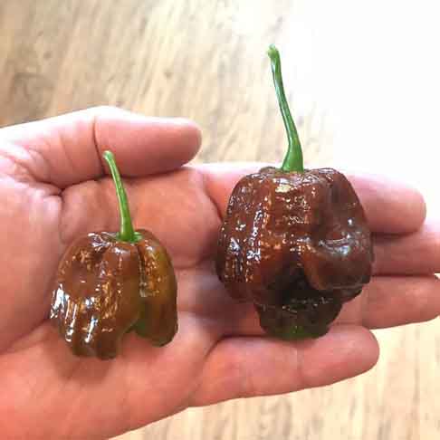 7 Pot Douglah (1.853.936 SHU)- Com origem em Trinidad, esta pimenta é considerada uma das melhores em sabor. Pode ser consumida sólida ou em pó. A cor da pele torna-se marrom no amadurecimento. 