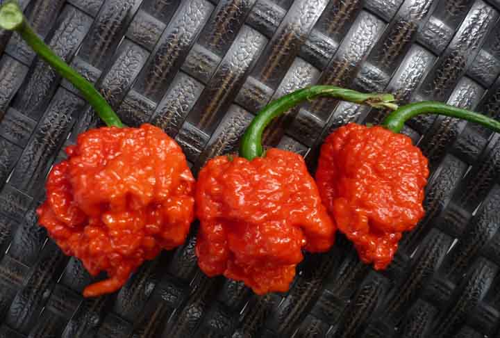 7 Pot Primo (1.469.000 SHU)- Cruzamento entre Naga Morich e Trinidad 7 Pot, criada por Troy Primeaux na Louisiana (EUA), apresenta pele irregular e espinhosa.