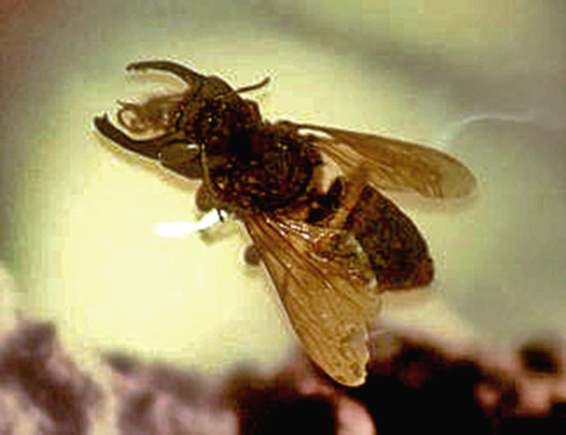 Chalicodoma pluto, Megachile pluto ou abelha gigante Wallace é uma espécie de inseto da família Megachilidae. A fêmea desta espécie é a maior abelha do mundo, com sua envergadura chegando a 6 cm de comprimento. Foi descoberta em 1859 pelo naturalista Alfred Russel Wallace.