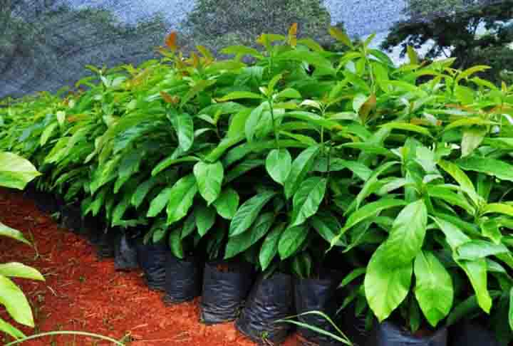 A pegada de carbono do abacate é mais de duas vezes a da banana (0,9 kg de CO₂e p/kg) e mais de cinco vezes a da maçã (0,4 kg de CO₂e p/kg). Ela é um pouco maior que a do tomate (2 kg de CO₂e p/kg).