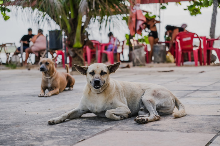 Cerca de 30% dos atendimentos nas cl&iacute;nicas veterin&aacute;rias p&uacute;blicas de Fortaleza em 2023 foram decorrentes de atropelamentos