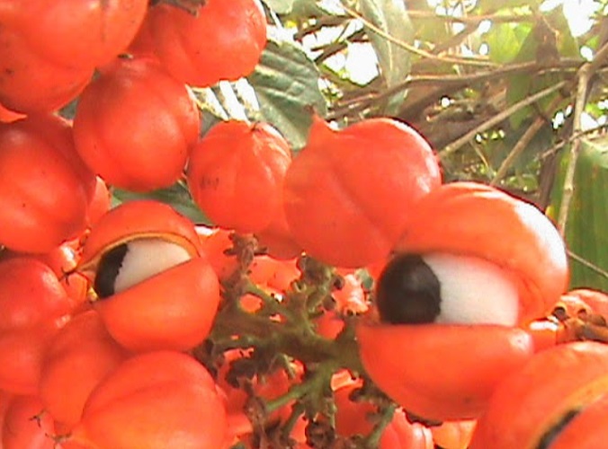 Seu nome científico é Paullinia cupana, e, além de ser um símbolo da cultura alimentar brasileira, tem sido utilizado por séculos tanto de forma medicinal quanto energética.