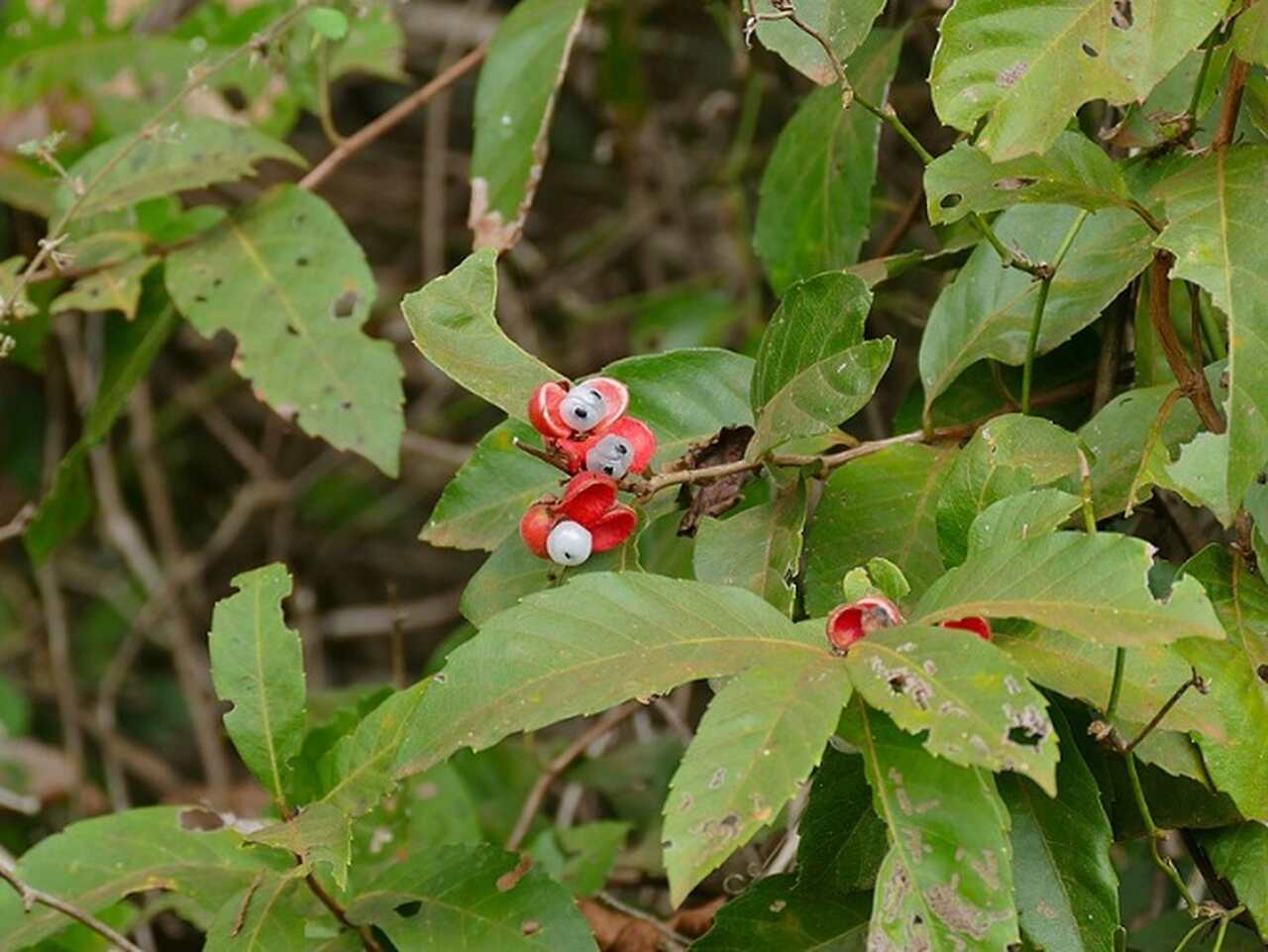 Sua produção e consumo continuam a crescer, demonstrando todo seu valor como produto de bem-estar e também, claro, como um dos vários ícones da identidade brasileira.