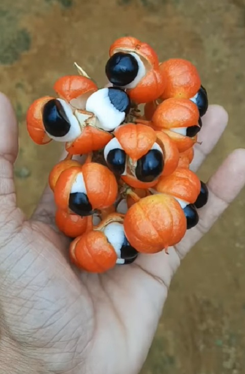 Uma das frutas típicas mais famosas do Brasil, o guaraná, que vem da Amazônia, se tornou popular nào só no país mas também em várias partes do mundo. Veja a história e o uso desta semente, um dos principais ícones brasileiros.