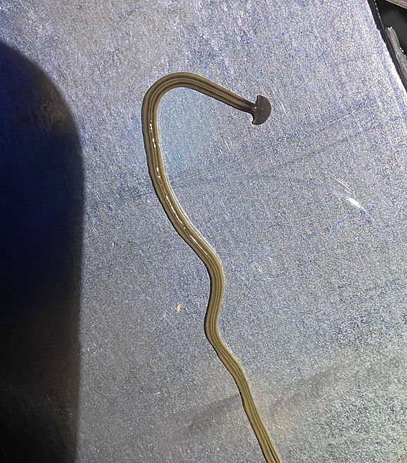 Ele é o maior platelminto desse tipo, podendo chegar a 60 centímetros de comprimento, e tem uma cabeça redonda que se parece com um martelo. 