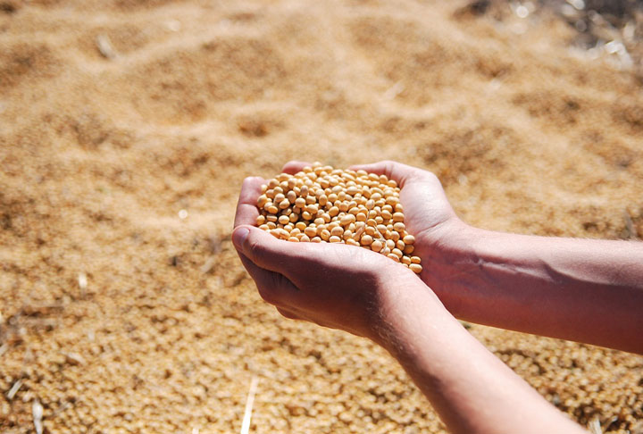 2º) Soja em grãos (12,7%) – Valor total arrecadado: US$ 42,9 bilhões.