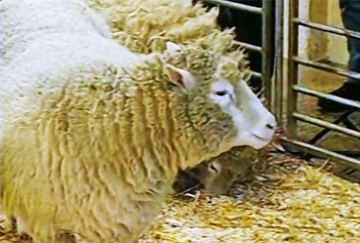 O rosto branco foi a característica que deu aos cientistas a certeza de que se tratava mesmo de um clone, pois a ovelha que deu à luz Dolly tinha rosto preto. Assim, ficou constatada ser apenas uma “mãe de aluguel”. 
