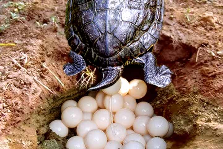 Todos são répteis, possuem casco para proteção e respiram por pulmões. São animais de sangue frio, ou seja, sua temperatura corporal depende do ambiente. Além disso, sua reprodução é ovípara, botando ovos em buracos na terra ou areia. Veja dados de cada um.