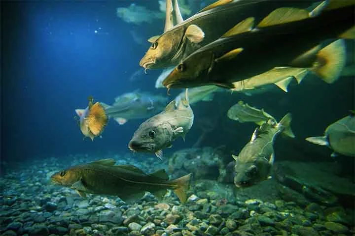 O mais comum é que essas espécies de bacalhau sejam encontradas nas águas geladas da Noruega, Rússia, Islândia, Canadá e Alaska.