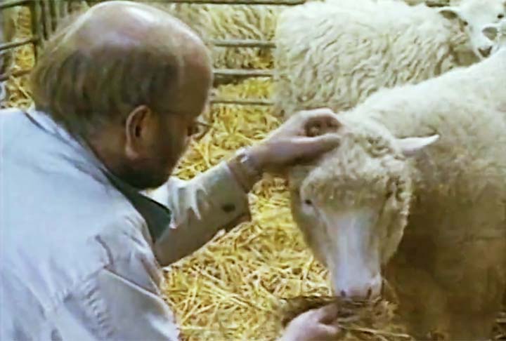 No experimento, foram clonados no total 277 embriões, mas apenas Dolly conseguiu sobreviver. 
