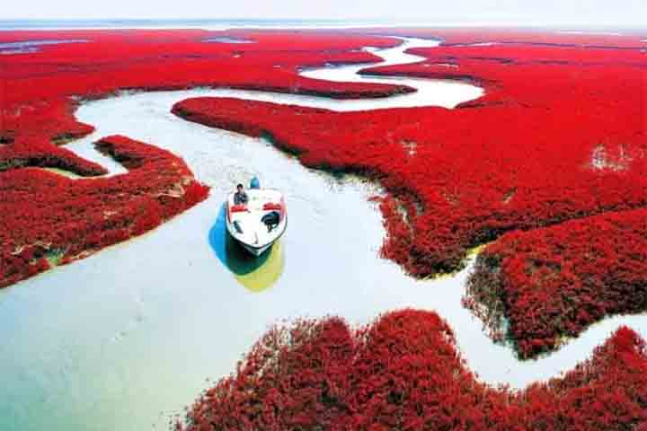 O rio em questão é o Shuangtaizi, que tem a Praia Vermelha em seu delta e proporciona aos visitantes um espetáculo visual ao se combinar com a cor da vegetação.

