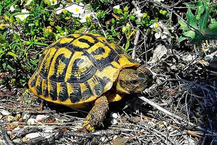 Tartarugas terrestres

1. Nome científico e origem: As tartarugas terrestres pertencem a diferentes gêneros, como Terrapene e Cuora, sendo encontradas na América do Norte, Ásia e algumas ilhas tropicais.
