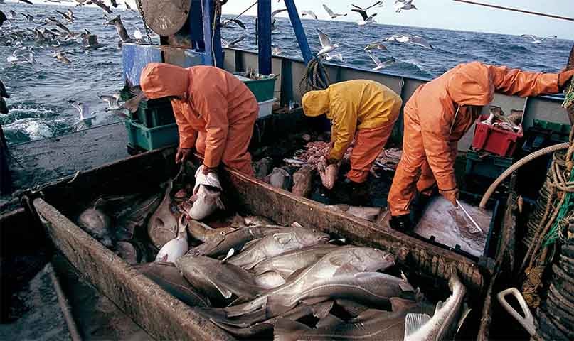 E para você que pensou mas e Portugal?, aqui vai outra surpresa: nenhum peixe da família do bacalhau é pescado no país da Península Ibérica!