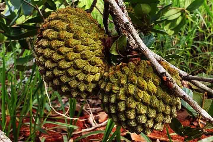 Assim, vale destacar que a polpa do marolo é amarelo-clara, espessa, macia e tem um sabor que lembra o doce de frutas tropicais com um toque terroso.