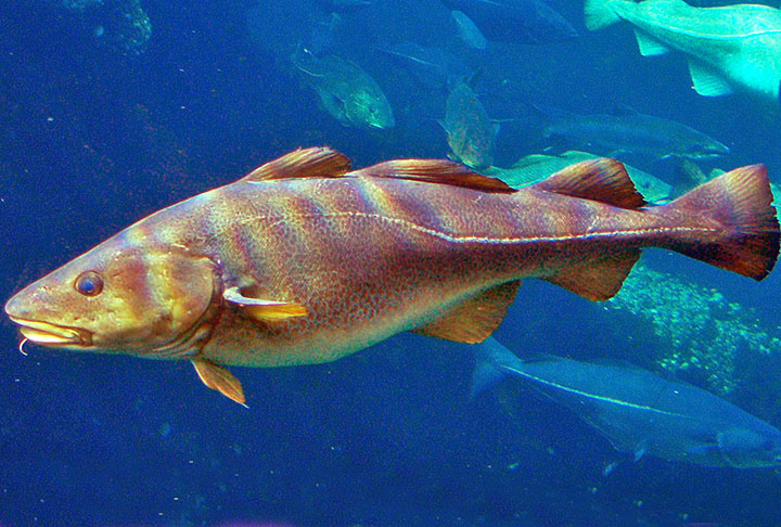 Acontece que, na verdade, a palavra bacalhau não representa uma única espécie, mas sim um grupo de espécies.