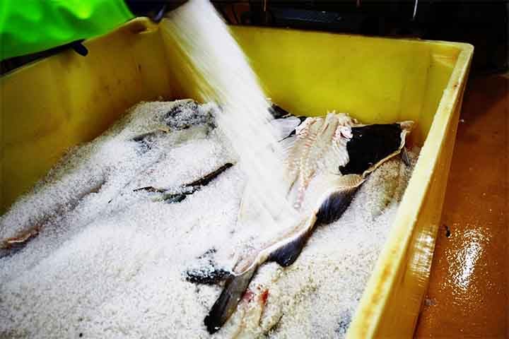 Segundo a BBC, ao longo do século 14 a Marinha lusitana descobriu que o processo de conservação por salga e secagem estenderia a durabilidade do bacalhau por anos nos porões dos navios.