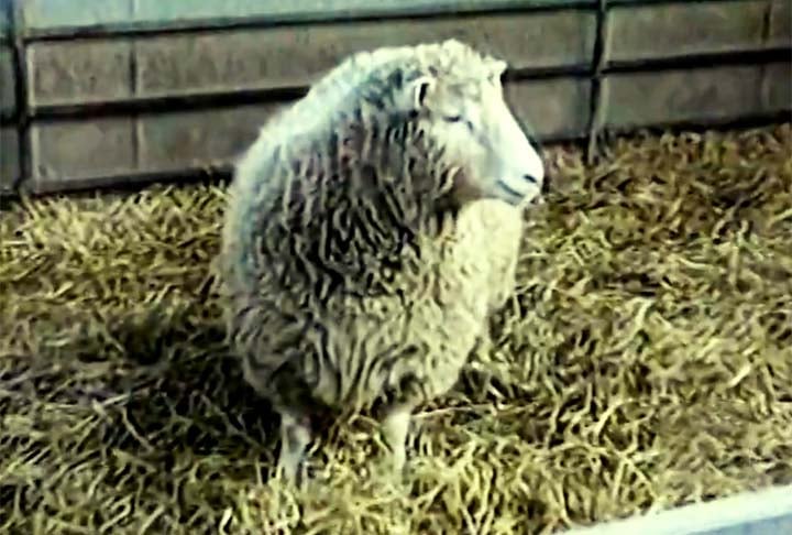 O nome de batismo da ovelha foi uma homenagem à cantora norte-americana de música country Dolly Parton. 
