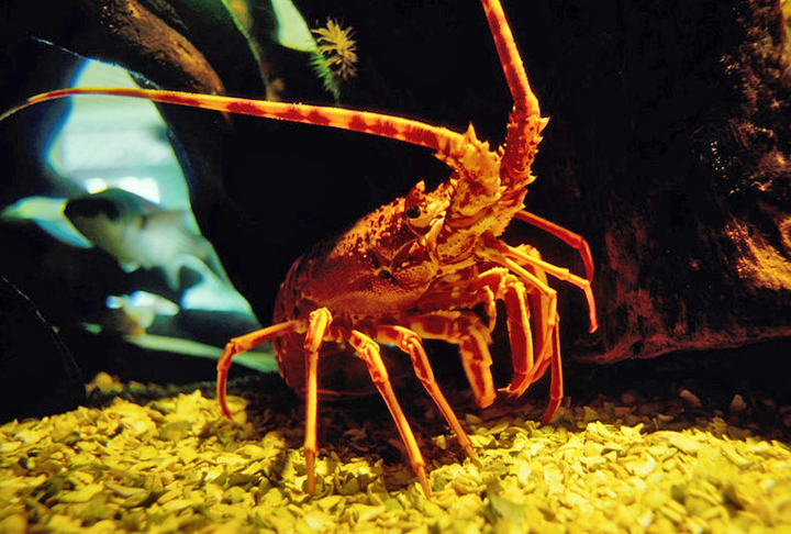 Na arte, as lagostas simbolizam a longevidade nas gravuras japonesas do período Edo e o poder nas pinturas flamengas. Também representam um símbolo de mudança e crescimento pessoal, na necessidade de sair da zona de conforto e se adaptar a novas situações.