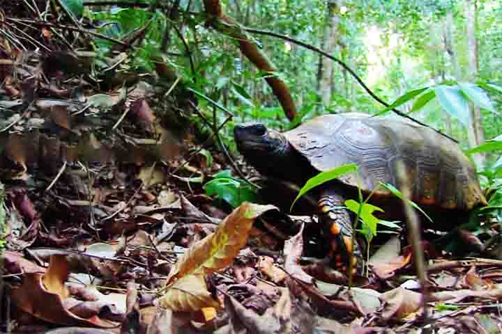 Habitat: Vivem em florestas tropicais, cerrados e áreas abertas, onde encontram abrigo entre troncos e vegetação.
