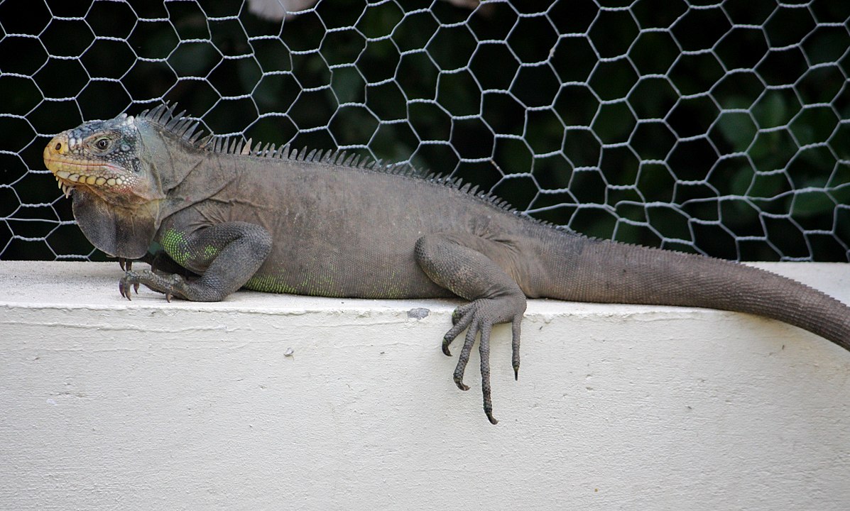 A expectativa de vida das iguanas varia entre 10 e 20 anos em média, dependendo da espécie e das condições de vida. Em cativeiro, com cuidados adequados, dieta balanceada e  acompanhamento veterinário, podem viver até 20 anos ou mais.