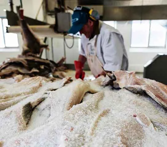 Esse método não só preservava o peixe por meses como também intensificava seu sabor. 