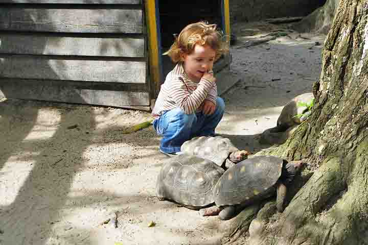 Criação doméstica: São permitidos como pets no Brasil, mas precisam de autorização do IBAMA e de um ambiente espaçoso para se locomover.
