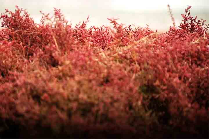 O parque ecológico também é rico em animais selvagens. Já foram catalogadas 399 espécies.