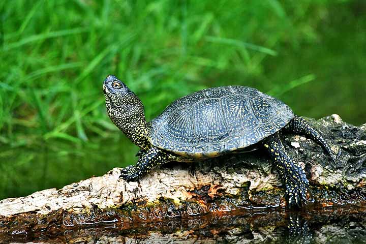 Cágados

1. Nome científico e origem: Os cágados pertencem à família Chelidae, com espécies como Phrynops geoffroanus, comuns na América do Sul e Central.
