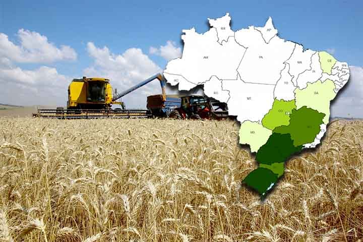 As principais regiões produtoras de trigo no Brasil são o Rio Grande do Sul e o Paraná, estados que se destacam em termos de área cultivada e volume de produção.